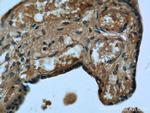 RPS7 Antibody in Immunohistochemistry (Paraffin) (IHC (P))