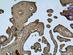 RPS7 Antibody in Immunohistochemistry (Paraffin) (IHC (P))