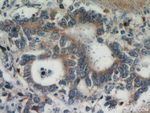 Gastrokine 1 Antibody in Immunohistochemistry (Paraffin) (IHC (P))