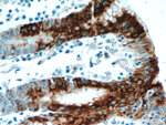 Gastrokine 1 Antibody in Immunohistochemistry (Paraffin) (IHC (P))