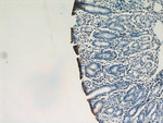 Gastrokine 1 Antibody in Immunohistochemistry (Paraffin) (IHC (P))