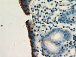 Gastrokine 1 Antibody in Immunohistochemistry (Paraffin) (IHC (P))