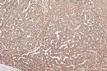 VTI1B Antibody in Immunohistochemistry (Paraffin) (IHC (P))