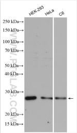 VTI1B Antibody in Western Blot (WB)