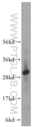 VTI1B Antibody in Western Blot (WB)