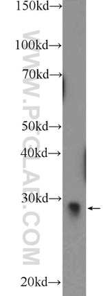 VTI1B Antibody in Western Blot (WB)