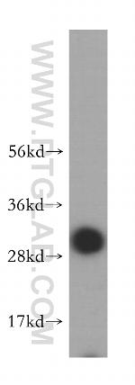 VTI1B Antibody in Western Blot (WB)