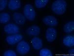 CEP250/CNAP1 Antibody in Immunocytochemistry (ICC/IF)