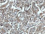 CEP250/CNAP1 Antibody in Immunohistochemistry (Paraffin) (IHC (P))