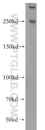 CEP250/CNAP1 Antibody in Western Blot (WB)