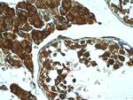 PRM2 Antibody in Immunohistochemistry (Paraffin) (IHC (P))