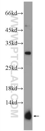 PRM2 Antibody in Western Blot (WB)