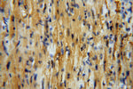 GSTM5 Antibody in Immunohistochemistry (Paraffin) (IHC (P))