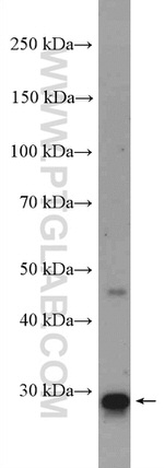 14-3-3 Antibody in Western Blot (WB)