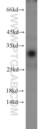 14-3-3 Antibody in Western Blot (WB)