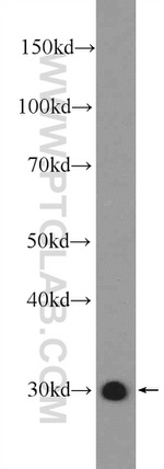 14-3-3 Antibody in Western Blot (WB)