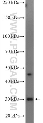 14-3-3 Antibody in Western Blot (WB)