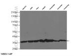 14-3-3 Antibody in Western Blot (WB)