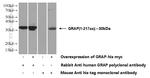 GRAP Antibody in Western Blot (WB)