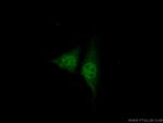 NR1D1 Antibody in Immunocytochemistry (ICC/IF)