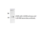 NR1D1 Antibody in Western Blot (WB)