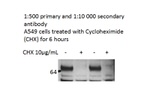 NR1D1 Antibody in Western Blot (WB)