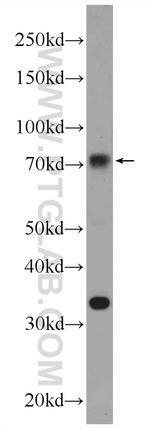 NR1D1 Antibody in Western Blot (WB)