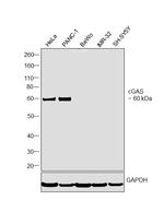 cGAS Antibody in Western Blot (WB)