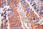 CRMP2 Antibody in Immunohistochemistry (Paraffin) (IHC (P))