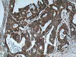 CRMP2 Antibody in Immunohistochemistry (Paraffin) (IHC (P))