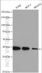 hnRNP-E1 Antibody in Western Blot (WB)