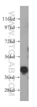 hnRNP-E1 Antibody in Western Blot (WB)