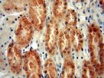 MYBBP1A Antibody in Immunohistochemistry (Paraffin) (IHC (P))