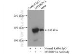 MYBBP1A Antibody in Immunoprecipitation (IP)