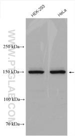 MYBBP1A Antibody in Western Blot (WB)