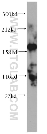 MYBBP1A Antibody in Western Blot (WB)