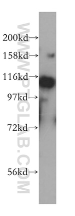 TOP3A Antibody in Western Blot (WB)