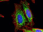 TOM70 Antibody in Immunocytochemistry (ICC/IF)