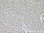 TOM70 Antibody in Immunohistochemistry (Paraffin) (IHC (P))