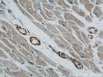 TOM70 Antibody in Immunohistochemistry (Paraffin) (IHC (P))