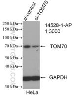 TOM70 Antibody in Western Blot (WB)