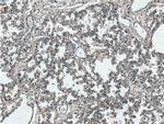 RGS4 Antibody in Immunohistochemistry (Paraffin) (IHC (P))