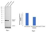 Galectin 3 Antibody in Western Blot (WB)