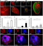 MHC Class II (I-A/I-E) Antibody in Immunohistochemistry (IHC)