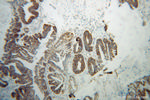 GSTK1 Antibody in Immunohistochemistry (Paraffin) (IHC (P))