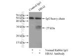 Hemoglobin alpha Antibody in Immunoprecipitation (IP)