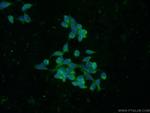 RBP7 Antibody in Immunocytochemistry (ICC/IF)