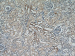 RBP7 Antibody in Immunohistochemistry (Paraffin) (IHC (P))