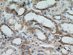 RBP7 Antibody in Immunohistochemistry (Paraffin) (IHC (P))