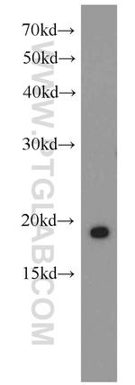 RBP7 Antibody in Western Blot (WB)